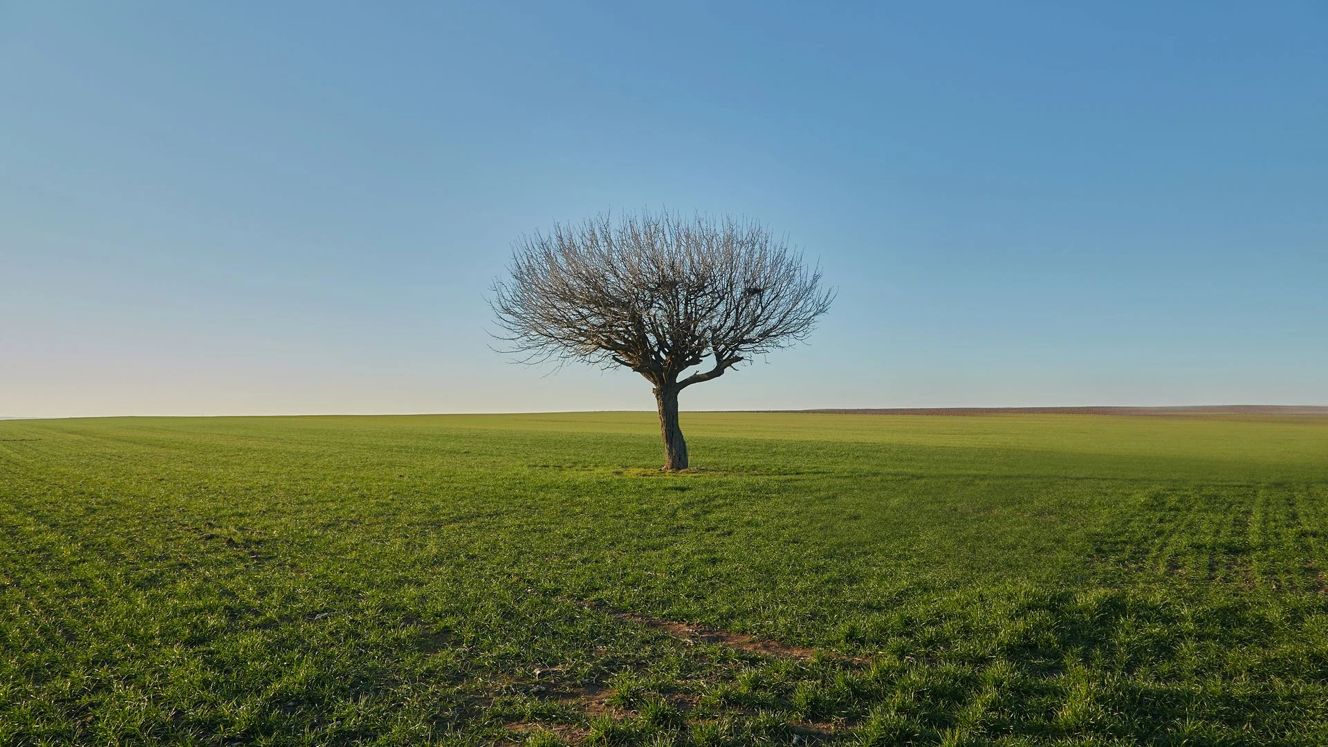 Solitary tree standing alone in a vast green field under a clear sky