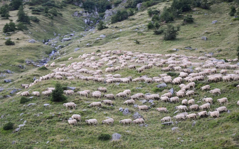 Aerial flock of sheep on hillside