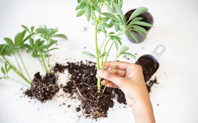 Repotting saplings