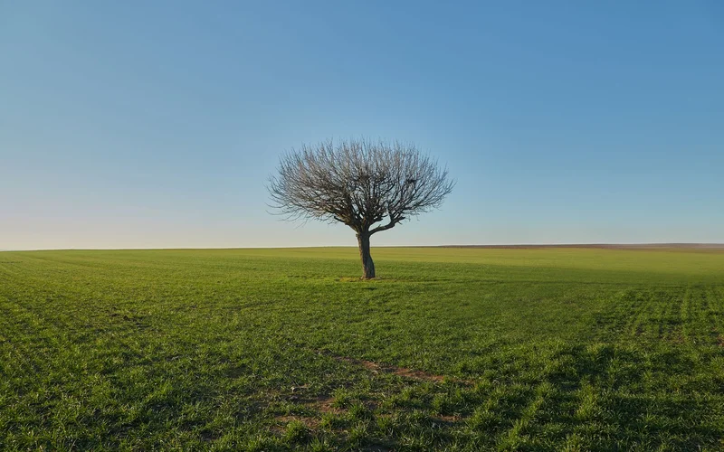 Solitary tree standing alone in a vast green field under a clear sky