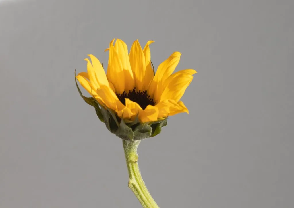 Blossom Sunflower